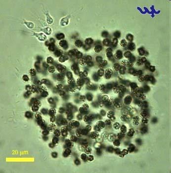 More Protists: Algae Photosynthetic Rigid cell