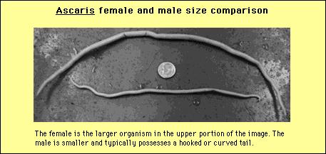 Roundworm: Ascaris lumbricoides Ascariasis:
