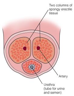 How you get an erection This picture shows a cross-section of a penis. There are lots of spaces inside the spongy columns in your penis. When your penis is limp, these spaces are empty.