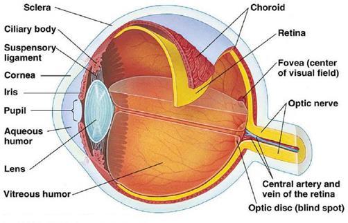 Ocular Syphilis Manifestations: Conjunctivitis, scleritis, and episcleritis Uveitis: anterior and/or posterior Elevated intraocular pressure Chorioretinitis, retinitis Vasculitis Symptoms: Redness