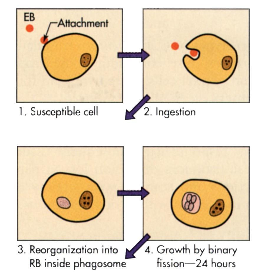 Developmental Cycle of Chlamydia EB bind to host cells Epithelial Macrophage Internalization Endocytosis
