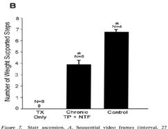 No weight support spinal cord tp + neurotrophins Therapeutic Strategies:
