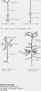 neurons Cell biological reactions