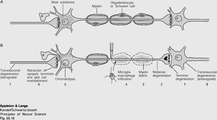 The damaged neuron is affected by injury as well as the neuron pre- and postsynaptic to it Severing the axon causes degenerative changes in the injured neuron AND in the cells that have synaptic