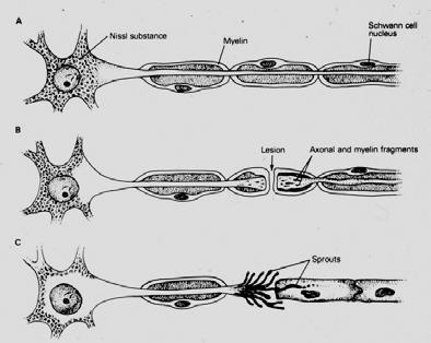 (P channel) I. RESPONSE OF THE NEURON TO INJURY II. GLOSSARY OF GLIAL CELLS: Normal function, response to injury III.