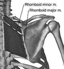 Dysfunction: Rhomboid Major and Minor Adducts and downwardly