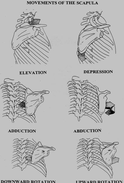 scapula lateral view Scapular Movements Elevation/Depression