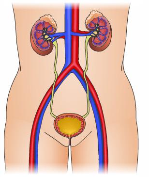 Urination Urine is continuously produced by the kidneys and stored in the bladder. The walls of the bladder have muscles in them. When empty, the bladder muscles are relaxed.