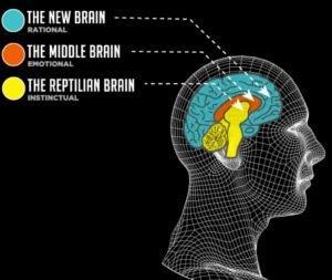 The triune brain Paul D.