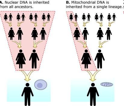 Mitochondrial DNA degrades much, much, much slower Can be extracted from