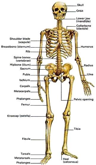 Number of Bones Children 450 Children have bones that