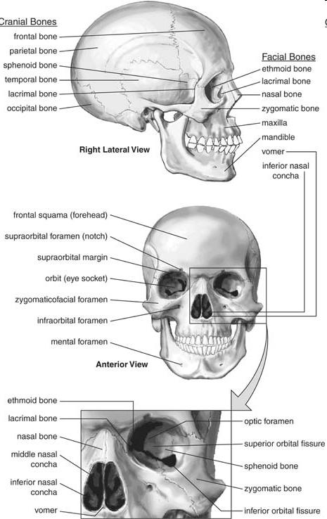 Skulls Bones to Know Maxilla Mandible Zygomatic bone Vomer bone Frontal
