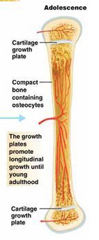 Characteristics of Bones Cartilage before Bone Cells called osteoblasts deposit minerals into center of cartilage and harden it Bones are constantly produced and broken down