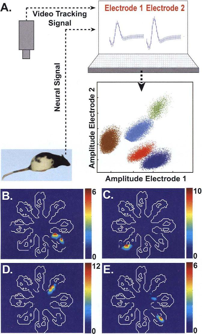 Mnemonic Contributions of Hippocampal Place Cells 157 FIGURE 5-1 A. Schematic illustration of recordings from freely behaving rats.
