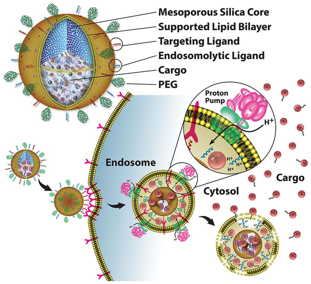 Targeted Delivery Protocells: Modular Mesoporous Silica Nanoparticle- Supported Lipid Bilayers for Drug Delivery Kimberly S. Butler, Paul N. Durfee, Christophe Theron, Carlee E. Ashley, Eric C.