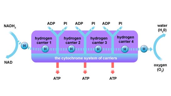 THE CYTOCHROME SYSTEM This third and final stage of aerobic respiration occurs on the stalked particles, called the cristae of the mitochondrion.