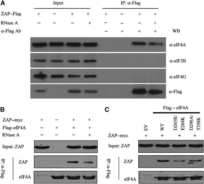 Figure 5 ZAP interacts with eif4a. (A) ZAP interacts with endogenous eif4a but not eif4g or eif3b. HEK 293T cells were transfected with empty vector (ZAP ) or a plasmid expressing Flag-tagged ZAP.
