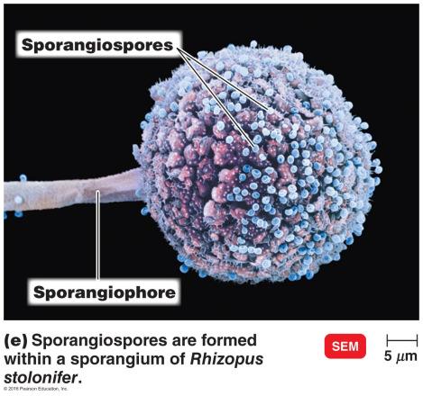 Sporangiospores Spores form within a sac called a sporangium which is at the end of an aerial hypa called a sporangiophore Sexual reproduction is in three phases Plasmogamy Haploid nucleus of donor