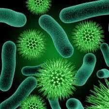 Inflammation and Gut Bacteria We already know that gut bacteria regulates inflammation in the body Numerous strains are anti-inflammatory such as include L. rhamosus GG, L.