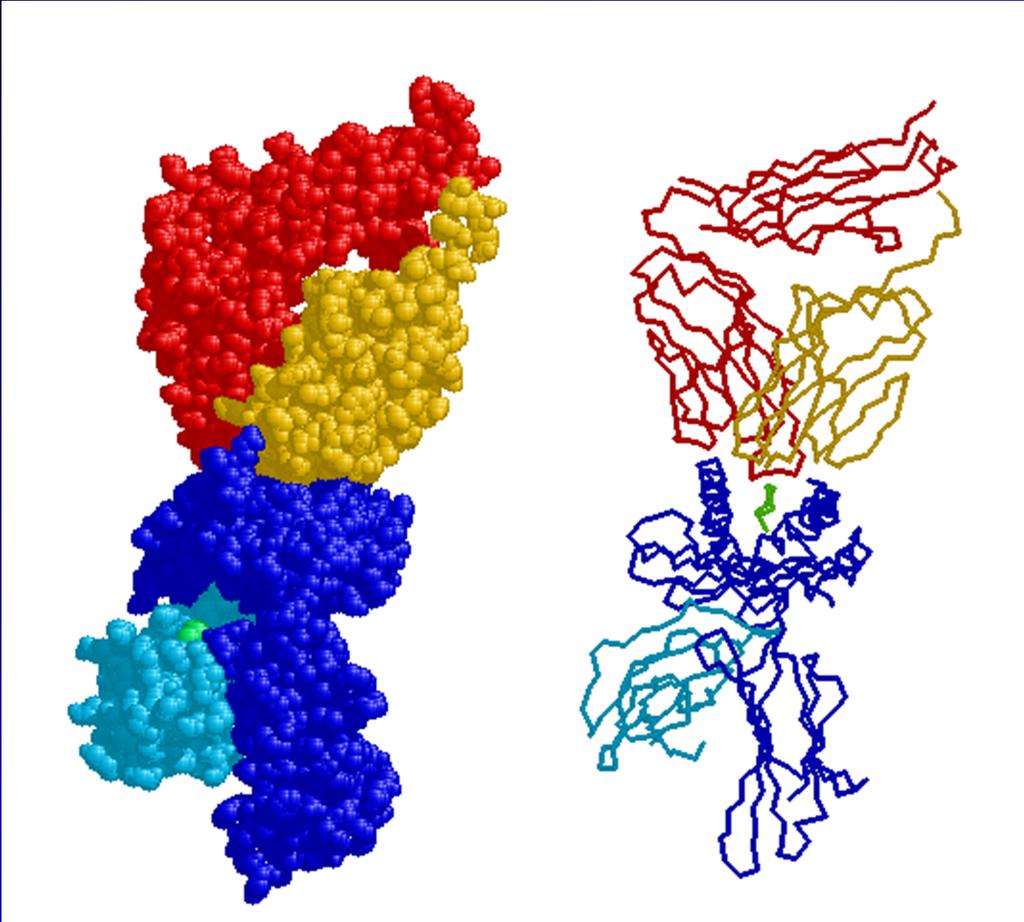 TCR α, β (Red, Yellow) Antigenic Peptide (Green)