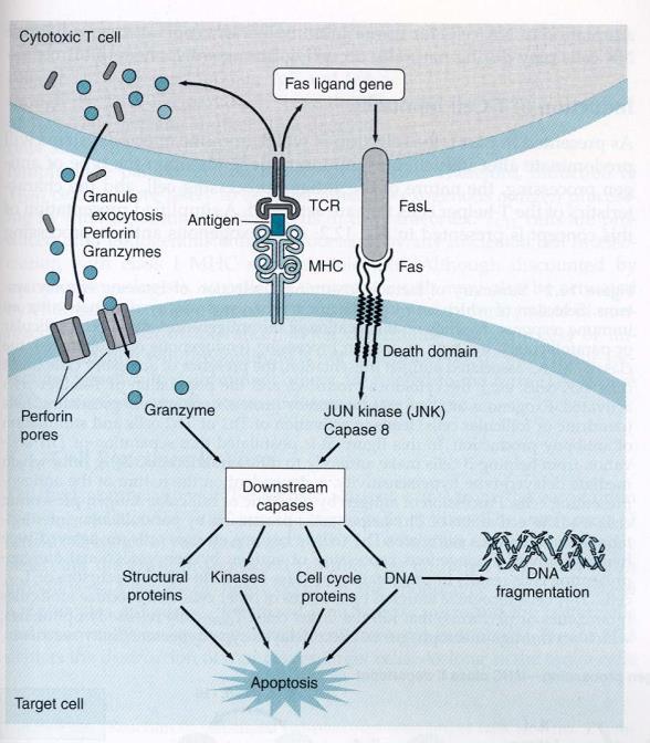 Cytotoxic T Cell Mechanisms Cell lysis through granule release Perforins pore formation Granzymes proteases degrade cell components Takes a few hours Downstream Caspases Caspase 8