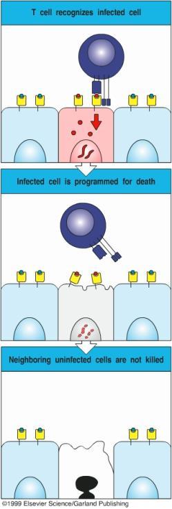 Specific killing of virusinfected cells by