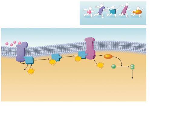 Plasma Membrane Receptors and Secondmessenger Systems camp signaling mechanism: 1. Hormone (first messenger) binds to receptor 2. Receptor activates G protein 3.