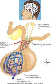 receptors Gland inflammation Tumors of glands Adrenal glands Embedded in fat superior to