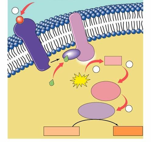 signal-transduction pathway Action of protein hormones protein hormone 1 P signal plasma membrane binds to receptor protein activates G-protein activates enzyme receptor protein