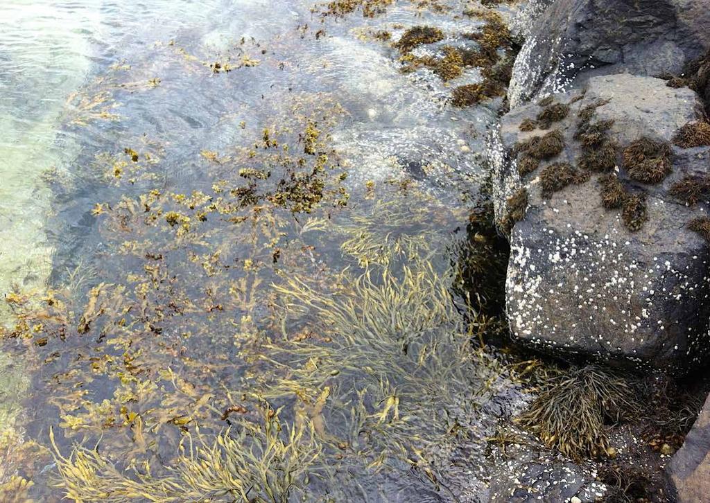 Seaweed is the missing ingredient + Distinctively among natural whole foods, particular seaweed species have an outstanding balance of all the nutrients.
