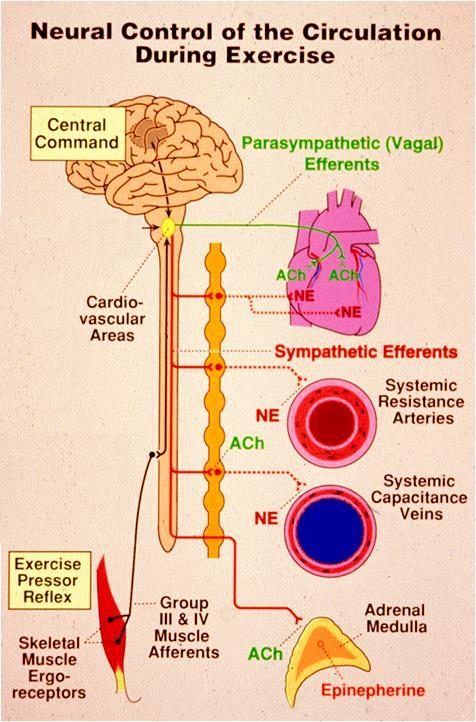 Neural mechanisms mediating the neural cardiovascular adjustments to exercise Traditional Model (1980 s)