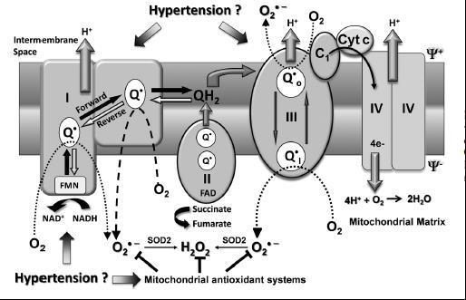Exercise increases metabolic production of Free Radicals Intensity related production of O2 - Increases electron transport chain
