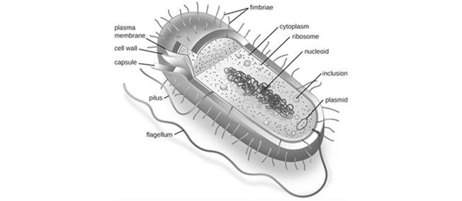 Typical prokaryotic cell 7 Figure 3.