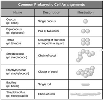 Common Prokaryotic Cell Arrangements 16 Cytoplasmic