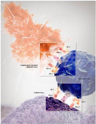 Immuno-Oncology Atezolizumab Inhibits the Binding of PD-L1 to PD-1 and B7.1 can restore antitumor T-cell activity and enhance T-cell priming [1] 1. Petrylak DP, et al. ASCO 2015. Abstract 4501. 2. Akbari O, et al.