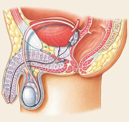 blood vessels Corpora cavernosa Central artery Prepuce (foreskin) The scrotum holds