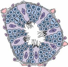 Tight junction between Sertoli cells Fibroblast Basal lamina Interstitial tissue Capillary Leydig cells secrete testosterone.