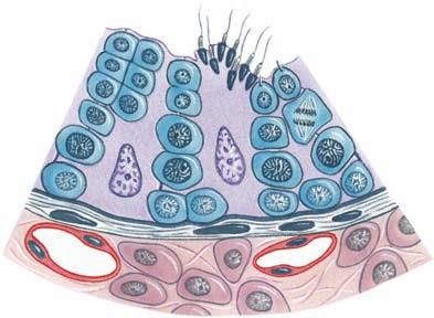 Carnitine Nourish sperm Seminal vesicles Prostate Seminal vesicles Epididymis Centrioles Mitochondrial spiral Enzymes Clot semen
