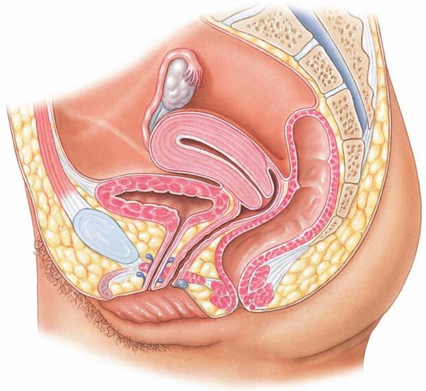 Ovary Fallopian tube Uterus Urinary bladder