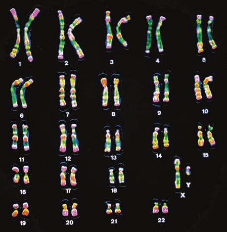 HUMAN CHROMOSOMES (a) Humans have 23 pairs of chromosomes: 22 pairs of autosomes and one pair of sex chromosomes. X and Y chromosomes (lower right) mean that these chromosomes came from a male.