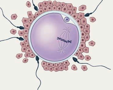 Sperm nucleus Sperm nucleus (d) Timing of ovulation,