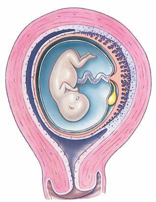 embryo reaches the uterus, it consists of a hollow ball of about 100 cells called a blastocyst.