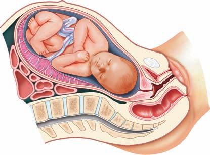 PARTURITION: THE BIRTH PROCESS (a) Fully developed fetus.