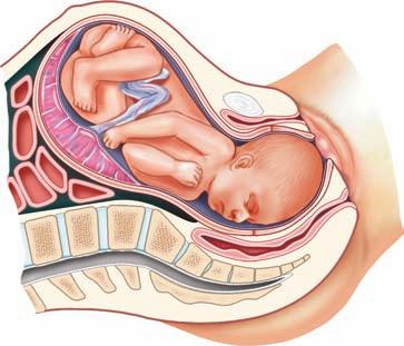 Placenta Cervix Vagina Cervical canal + Cervical stretch + Oxytocin from posterior