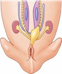(a) Development of Internal Organs Bipotential stage: 6 week fetus The internal reproductive organs have the potential to develop into male or female structures.