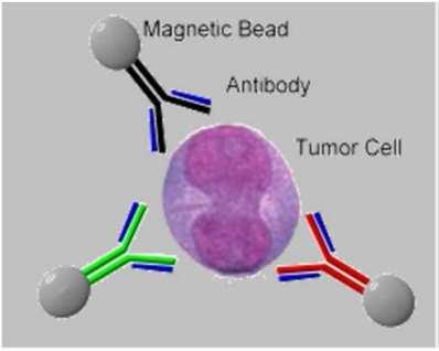 Selection and detection of circulating tumor cells (CTCs)
