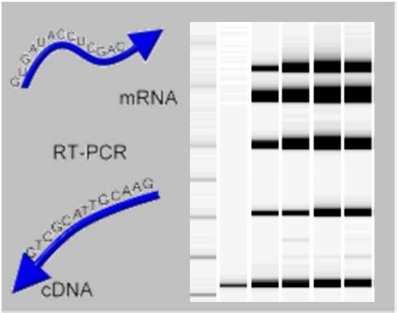 isolation with oligo(dt) magnetic beads and cdna synthesis by