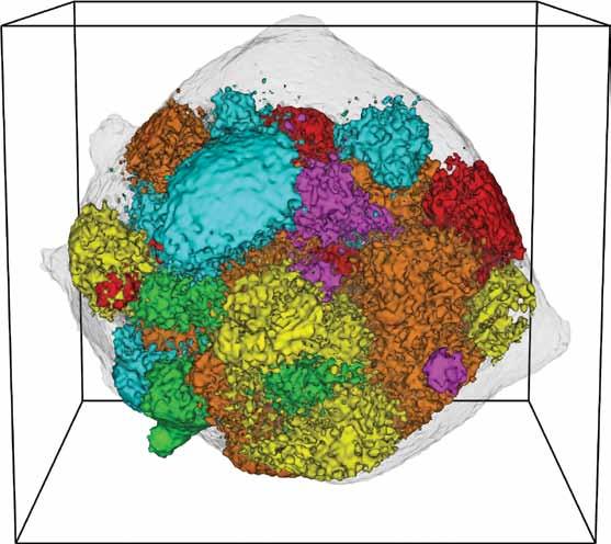 Figure 1 3D simulation of a cellular Potts model of a tumor, showing heterogeneity and spatial
