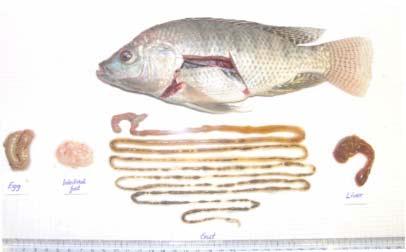 Dissection detils Fish were