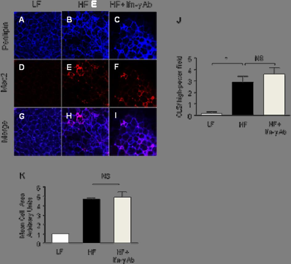 Supplementary Figure 6. Immunofluorescence staining of mouse perigonadal adipose tissue.